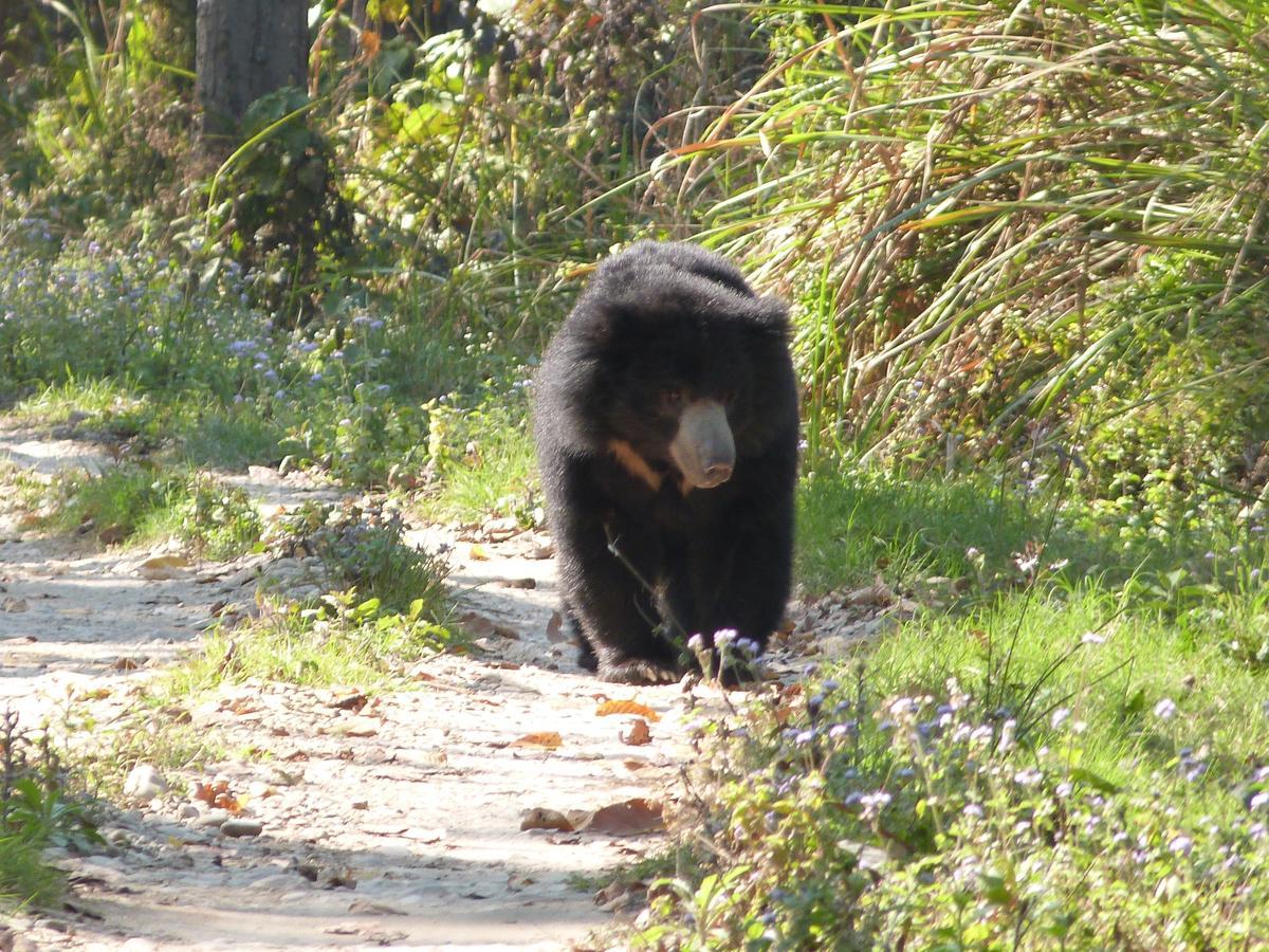Rainbow Safari Resort Sauraha Exterior foto